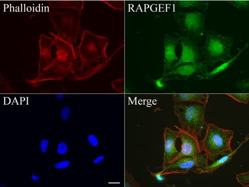 RAPGEF1 Antibody (clone UMAB140, Carrier-free)
