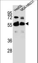 RAP1GDS1 / SmgGDS Antibody (aa217-244)