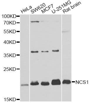 NCS1 / Neuronal Calcium Sensor Antibody