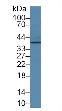 JAM2 Antibody (aa74-250, APC)