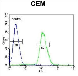 Polyclonal Rabbit anti-Human TANK2 / TNKS2 Antibody (aa1126-1156, WB)