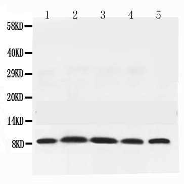 Polyclonal Rabbit anti-Human NEDD8 Antibody (IHC, WB)