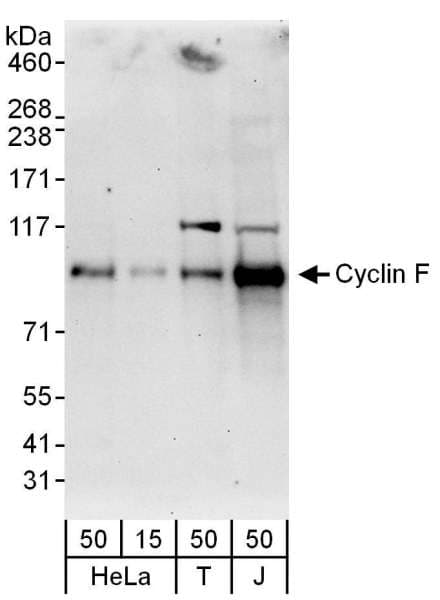 CCNF / Cyclin F Antibody (aa736-786)