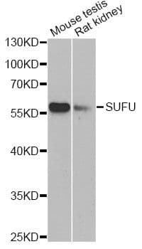 SUFU Antibody