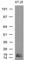 WFDC2 / HE4 Antibody (aa31-124, clone UMAB88)