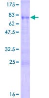 Human SNRNP48 Protein (Recombinant GST)
