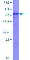 Human FRA10AC1 Protein (Recombinant GST)