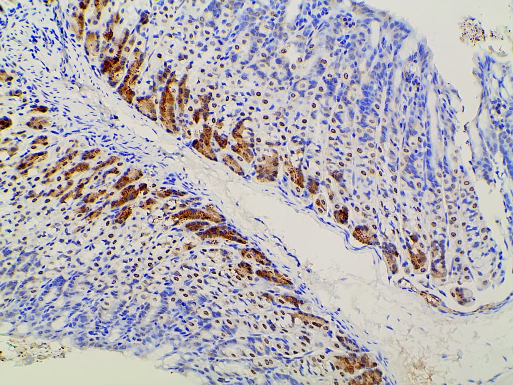 EFNB2 / Ephrin B2 Antibody