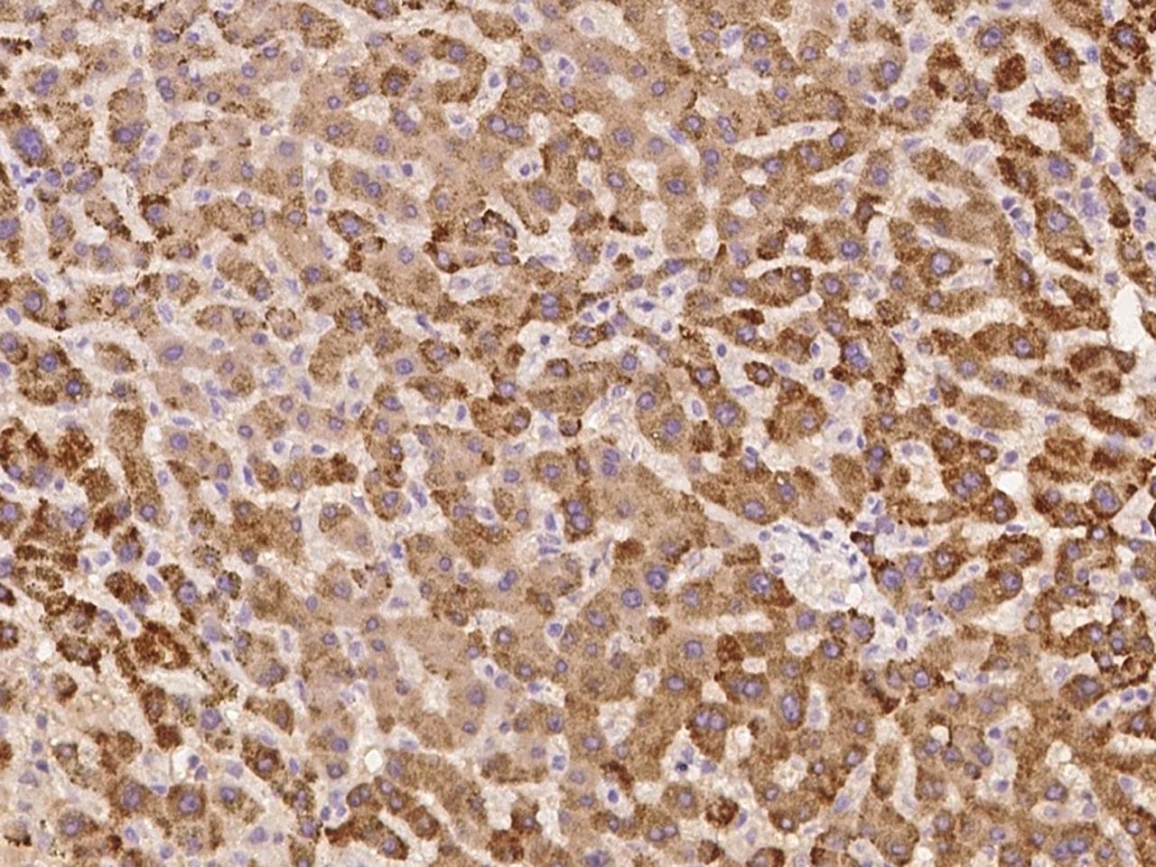 Polyclonal Rabbit anti-Human CD275 / B7-H2 / ICOS Ligand Antibody (IHC)