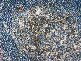 RGS16 Antibody (clone OTI3F3)
