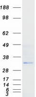Human VNN3 Protein (Recombinant Myc-DDK (Flag))