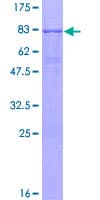 Human AMIGO3 Protein (Recombinant GST)