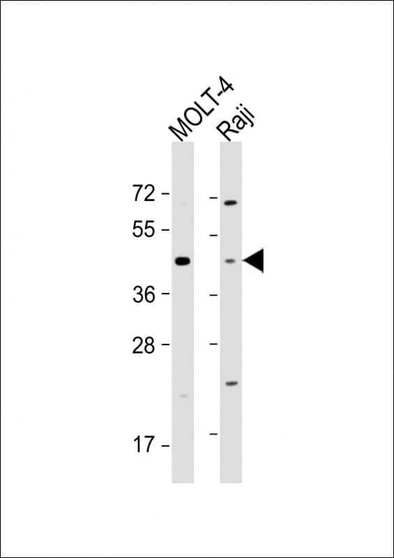 CD24 Antibody (Internal)