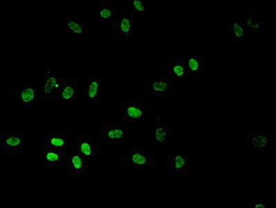 HIST1H3A Antibody