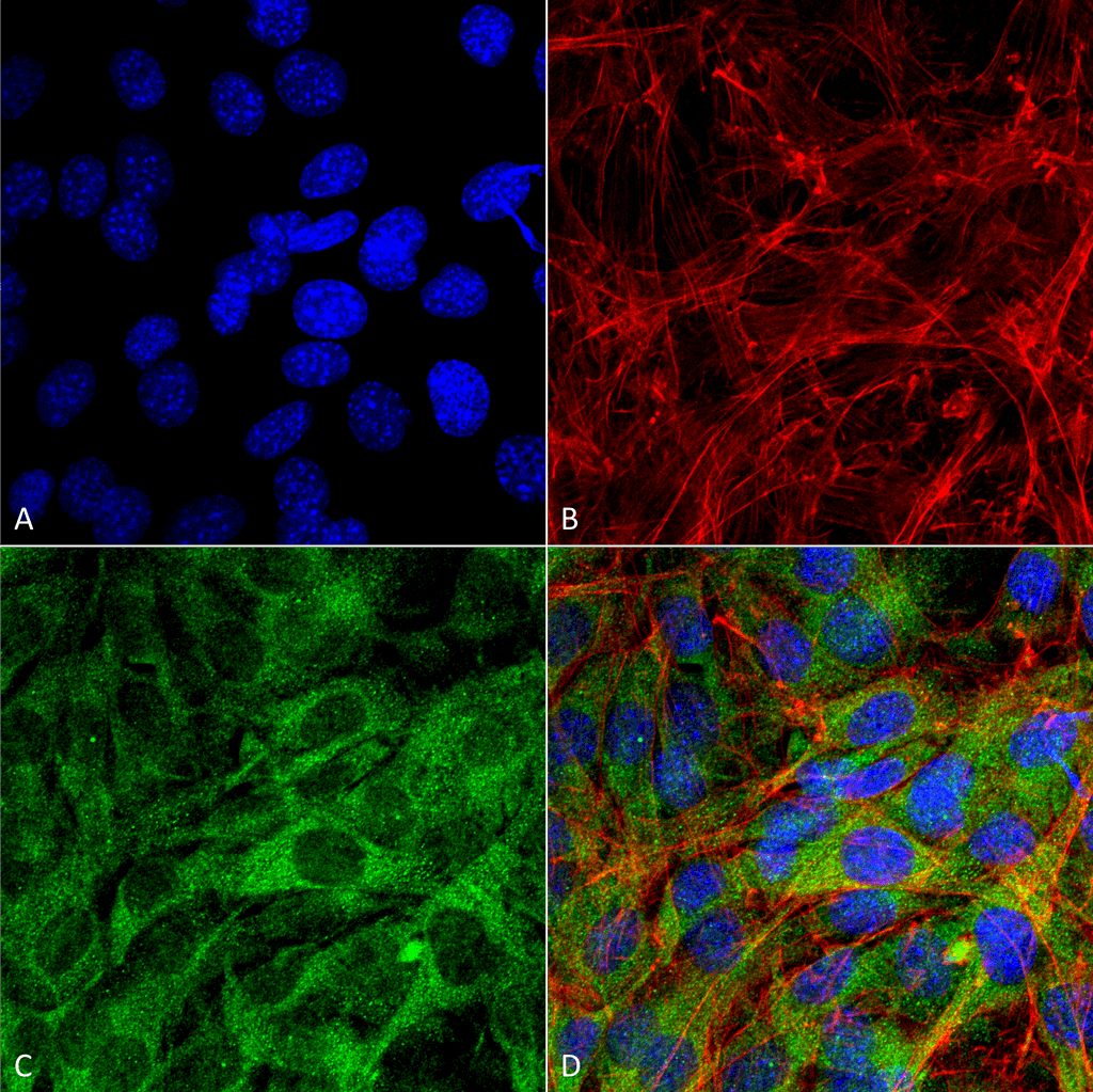 FNIP1 Antibody (Atto 390)