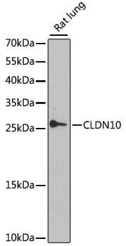 CLDN10 / Claudin 10 Antibody