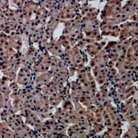 HNF4 Alpha+Gamma Antibody