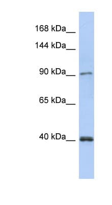 POLK / DNA Polymerase Kappa Antibody (aa35-84)