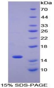 Guinea pig CCL2 / MCP1 Protein (Recombinant His-T7)