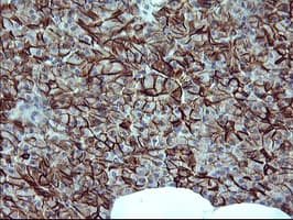 CD44 Antibody (clone OTI1C8)