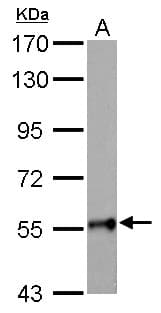GALNT2 Antibody (aa55-369)