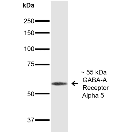 GABRA5 Antibody (clone S415-24, APC)