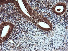 VBP1 Antibody (clone OTI2G2)