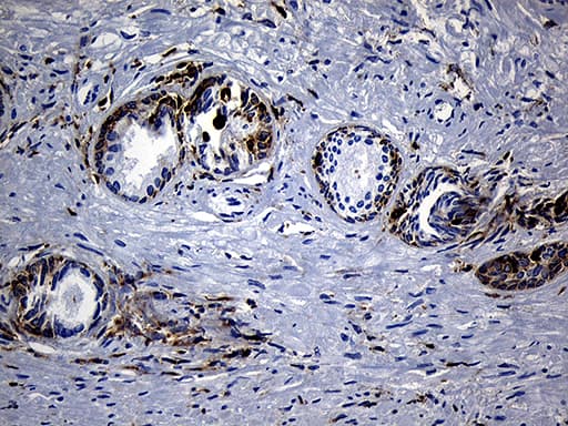 SH3BP1 Antibody (clone OTI1C9, Carrier-free)