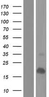 LCE2A Protein (Over-Expression Lysate Myc-DDK (Flag))