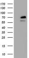 KIAA0517 / TRIM2 Antibody (clone OTI1D2)