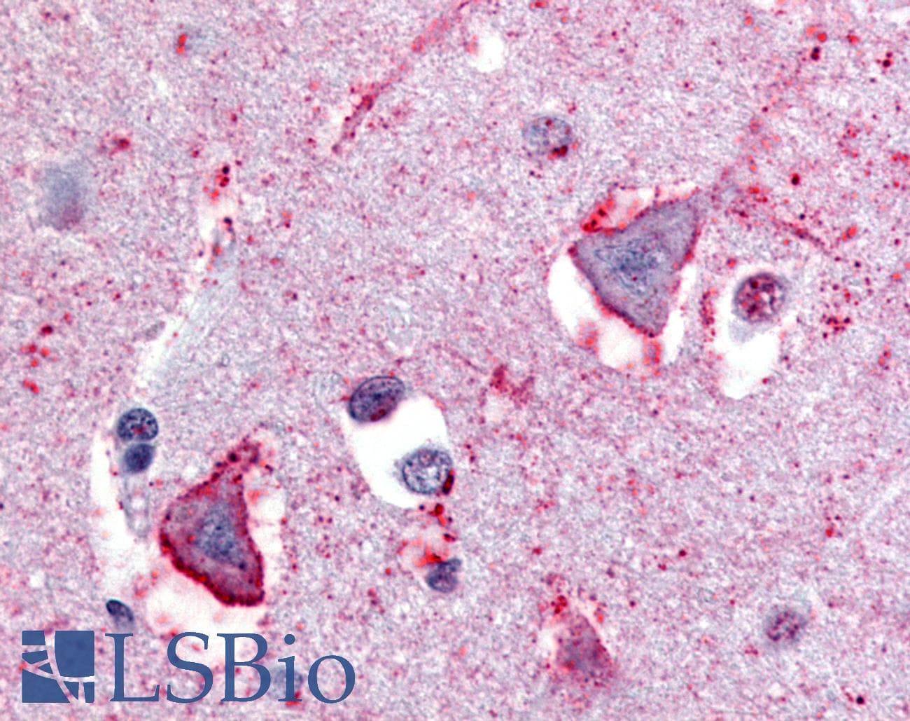 IHC-plus™ NPBWR1 / GPR7 Antibody (C-Terminus)