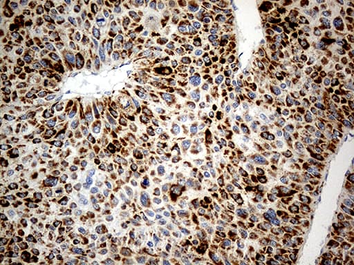 CHCHD10 Antibody (aa17-142, clone OTI3B8)