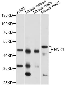 NCK1 / NCK Antibody