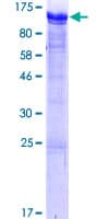 Human RAB11FIP1 Protein (Recombinant GST)