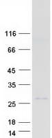 Human DEFB125 Protein (Recombinant Myc-DDK (Flag))