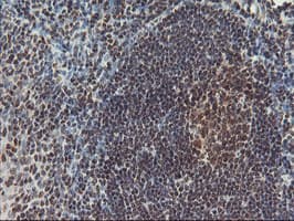 POLR2E Antibody (clone OTI3B5, Carrier-free)