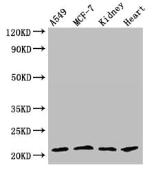 GPX4 / MCSP Antibody