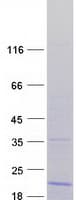 Human RPL36 / Ribosomal Protein L36 (Recombinant Myc-DDK (Flag))