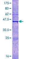 Human H3F3C Protein (Recombinant GST)