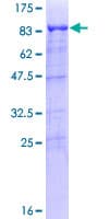 Human TFCP2 / CP2 Protein (Recombinant GST)