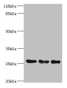 MtTFA / TFAM Antibody (aa43-246)