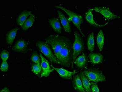 BANF1 / BAF / BCRP1 Antibody