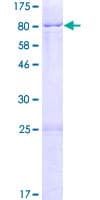 Human KHDRBS2 / SLM-1 Protein (Recombinant GST)