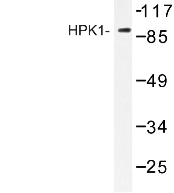 MAP4K1 / HPK1 Antibody (Leu397)