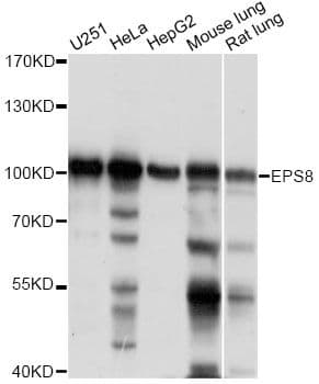 EPS8 Antibody
