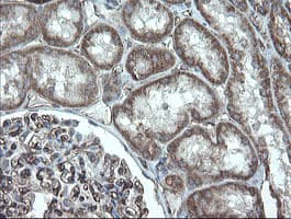 PECAM-1 / CD31 Antibody (clone OTI2C3)