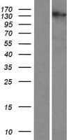 C2orf71 Protein (Over-Expression Lysate Myc-DDK (Flag))