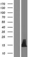 IGFL2 Protein (Over-Expression Lysate Myc-DDK (Flag))