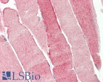 IHC-plus™ PRODH Antibody