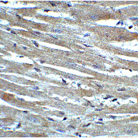 CX3CR1 Antibody